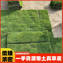 Hubei turf lawn base true turf real lawn with earth carpet grass Taiwan grass with earth green Manila