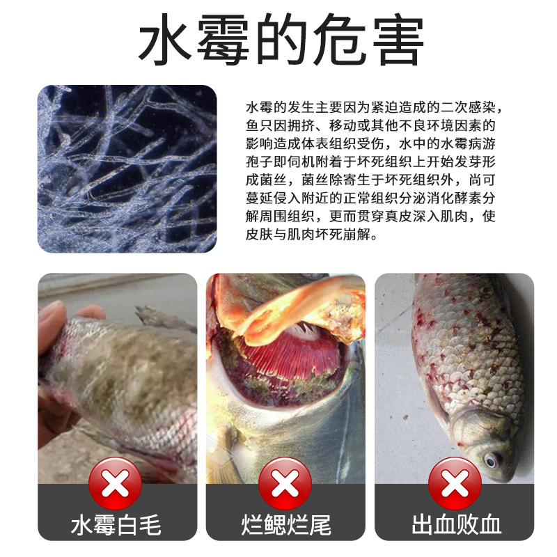 硫醚沙星水产养殖杀菌腐皮烂身用水霉病专用鱼药水霉净白毛病克星-图1