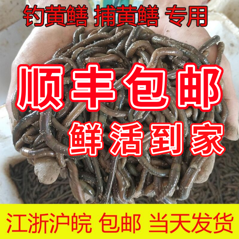 鱼饵黑蚯蚓鲜活活体青蚯蚓活饵黄鳝地龙臭蚯蚓松土大蚯蚓青蚯蚓-图1