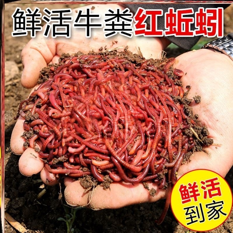 邱引蚯蚓活饵鲜活大号特钓鲫鱼鲤鱼钓鱼丘引活体牛粪秋引鱼饵-图0