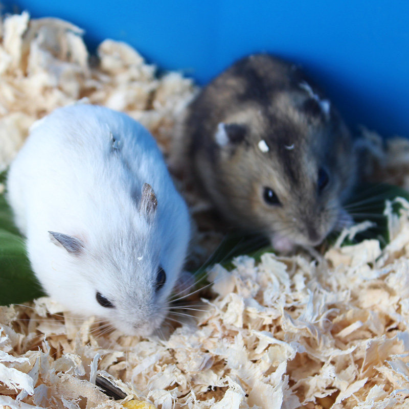 小宠物仓鼠活体布丁三线银狐紫仓宝宝一对老公公婆金丝熊奶茶送盒,淘宝优惠券,粉丝福利购,淘宝优惠卷