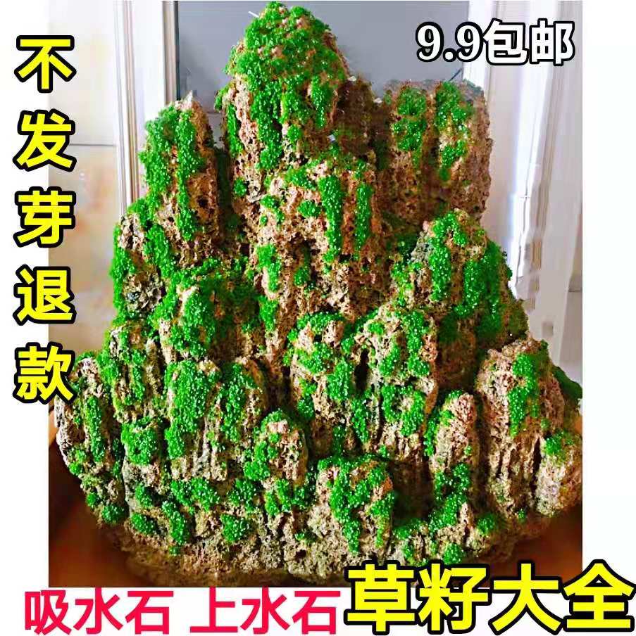 吸水石植物上水石假山盆景草籽铺面绿水草子种青苔藓孢子粉微景观 - 图1