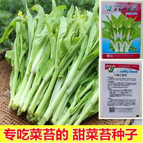 买菜种子 新人首单立减十元 22年2月 淘宝海外