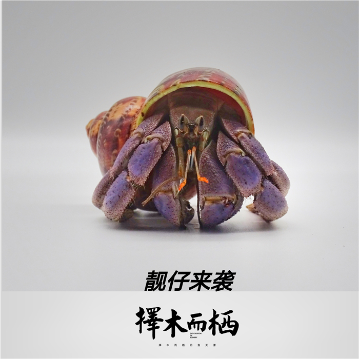 陆养灰白草莓寄居蟹西伯利斯深紫里拉lila短腕宠物活体螃蟹观赏蟹 - 图0