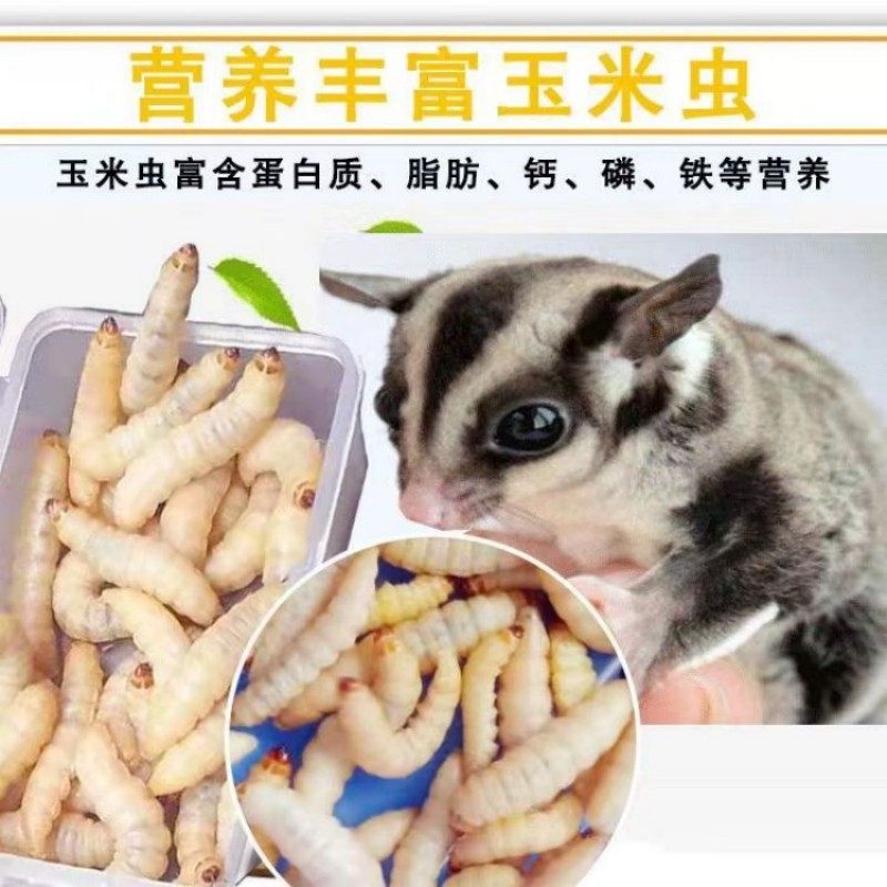包邮葡萄蜜虫钓饵爬宠仓鼠玉米虫活体零食大蜡螟幼体鱼饵鸟虫粮食,淘宝优惠券,粉丝福利购,淘宝优惠卷