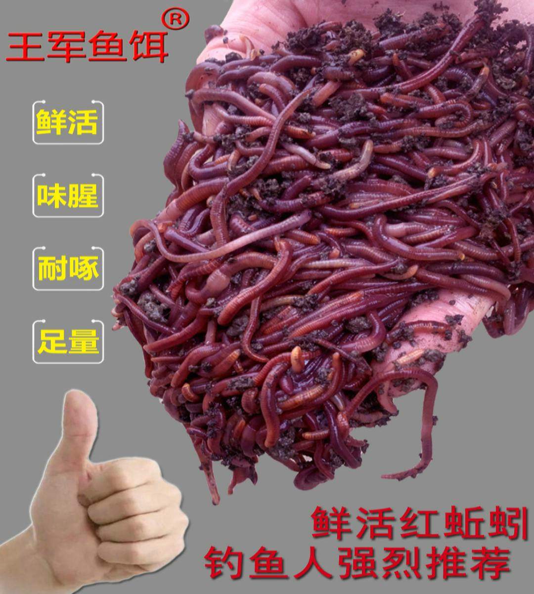 蚯蚓活饵活体鲜活钓鱼鱼饵红蚯蚓散装盒装黄鳝饵料黑蚯蚓红虫王军,淘宝优惠券,粉丝福利购,淘宝优惠卷