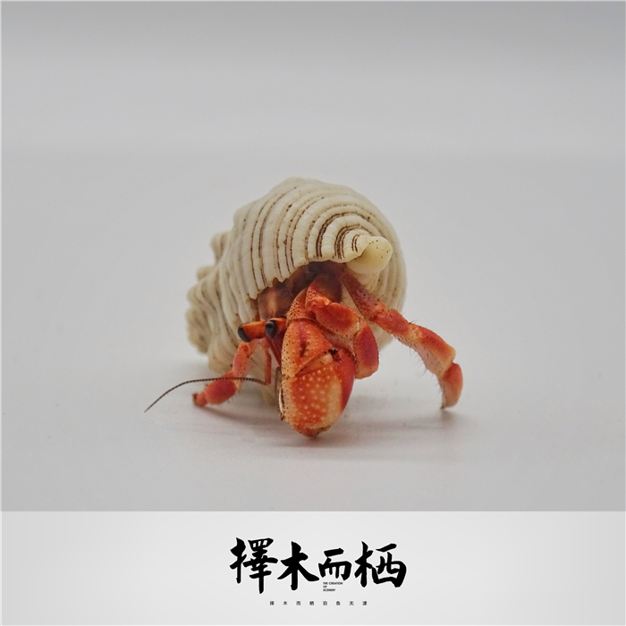 陆养灰白草莓寄居蟹西伯利斯深紫里拉lila短腕宠物活体螃蟹观赏蟹 - 图2