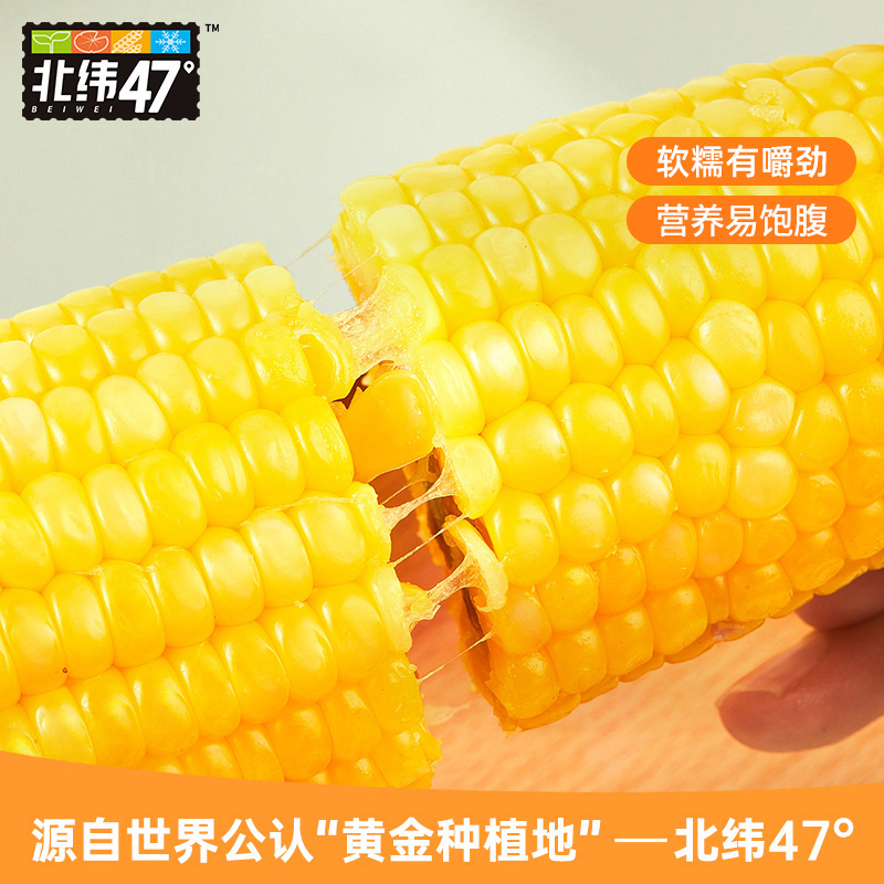 北纬47度黄糯玉米东北糯玉米新鲜甜玉米真空装粗粮粘玉米代餐早餐