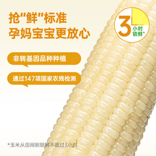 北纬47度新鲜采摘黄糯白糯鲜甜玉米东北软糯玉米真空装官方旗舰店 - 图3