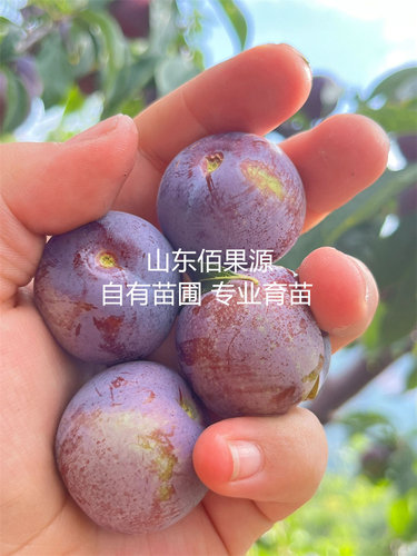 脆红李树苗脱骨脆甜青脆李子苗嫁接南方北方种植阳台盆栽庭院地栽 - 图1