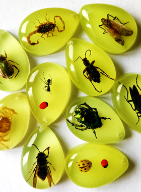 树脂密封真实昆虫昆虫琥珀标本