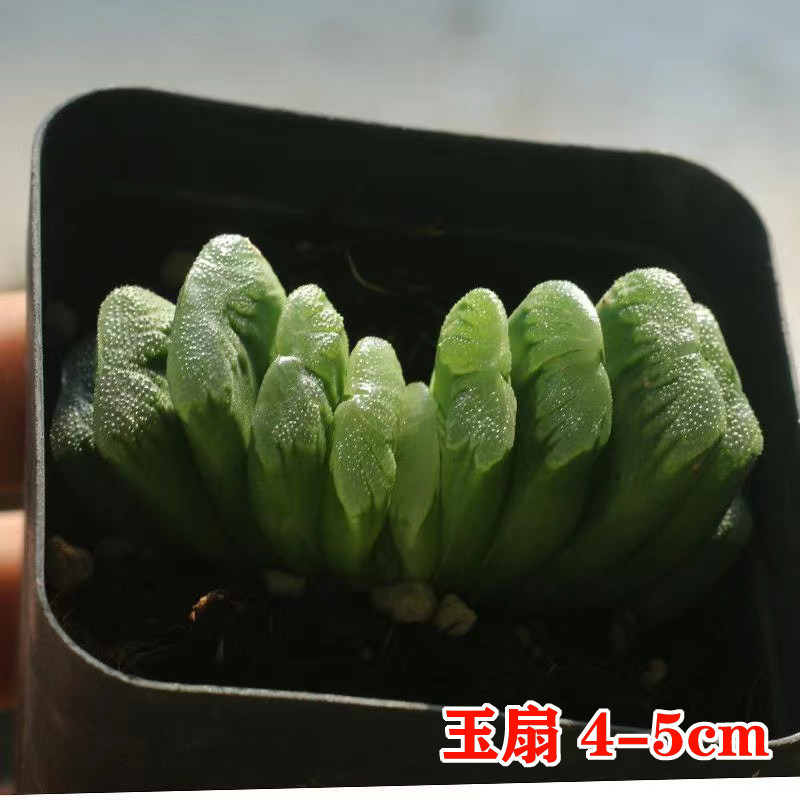 新疆包邮-多肉植物玉露盆栽姬玉露冰灯玉露樱水晶玉露_虎窝淘