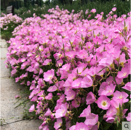 美丽月见草花种子四季播种开花不断易活阳台花卉庭院室外花种籽子-图3