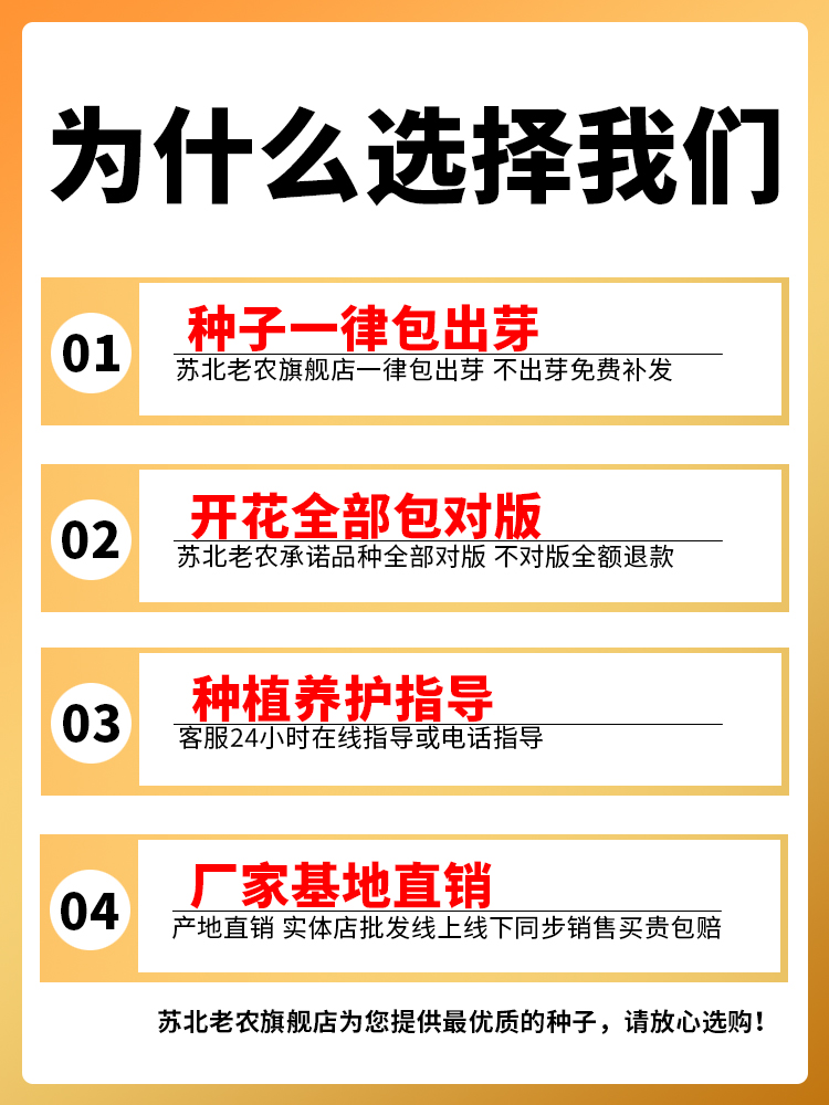 重瓣太阳花种孑四季播种花种籽子室内阳台易活花籽一年四季都开花 - 图3