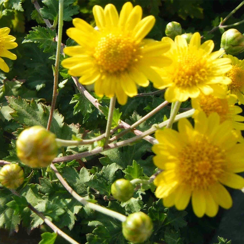 野菊花种子 药用泡茶菊花种子野黄菊花山坡路边野生山菊花多年生 - 图2