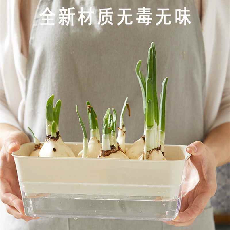 水仙花盆栽植物 新人首单立减十元 22年1月 淘宝海外 水仙花盆栽植物 新人首单立减十元 22年1月 淘宝海外