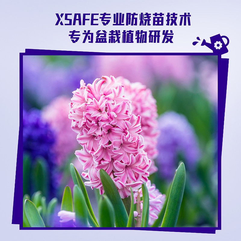 美乐棵种球专用营养液水仙种球朱顶红百合郁金香风信子风雨兰肥料,淘宝优惠券,粉丝福利购,淘宝优惠卷