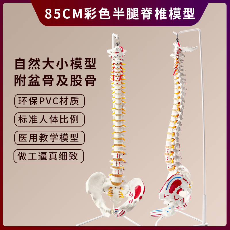 人体骨架腰椎1:1仿真脊柱解剖可弯曲 医学神经骨骼教学脊椎骨模型 - 图1