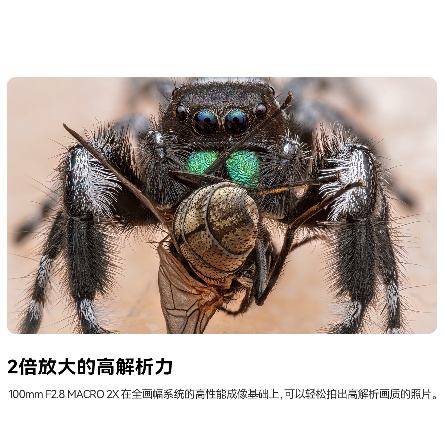 Mingjiang 100mmF2.8 full-frame macro lens