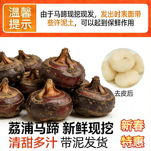正宗荔浦马蹄荸荠新鲜大果红皮水果马蹄荸荠果鲜马蹄特大脆甜无渣 - 图0