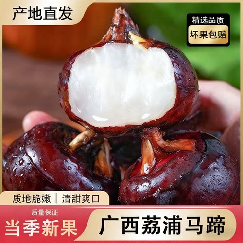 广西荔浦特大山泉马蹄大果当季新鲜水果蔬菜脆甜多汁荸荠饽荠现挖 - 图2