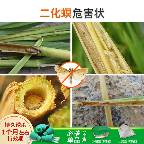中捷四方诱尔二化螟三化螟性诱剂诱芯诱捕器水稻害虫 - 图2