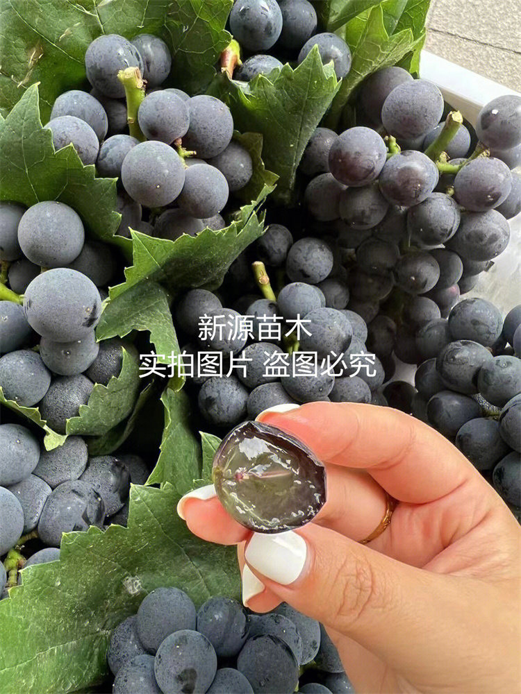 老品种葡萄树苗北方耐寒黑香蕉葡萄苗地栽抗冻不下架当年结果树苗