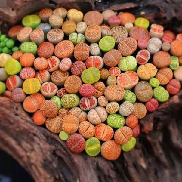 生石花拼盘新手套餐多肉植物石头花屁股花彩色pp组合含盆土番杏科