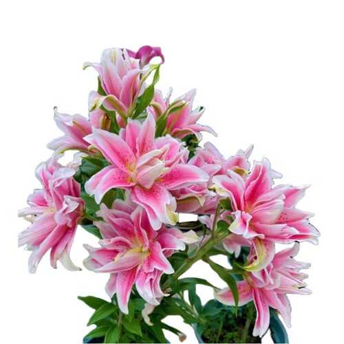 香水百合种球5颗好养活阳台室内室外进口重瓣百合花卉盆栽植物 - 图3