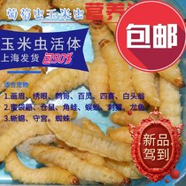 Lice Flea Net Spray dog with wall lice kittens with flea pets except lice parasites Pest Bite Spray