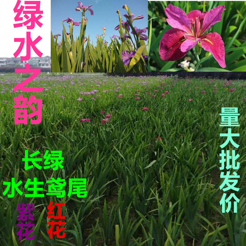 水生植物黄菖蒲苗黄p花红花紫花鸢尾湿地工程绿化蓝蝴蝶花植物 裴钢百货店的小店 淘优券