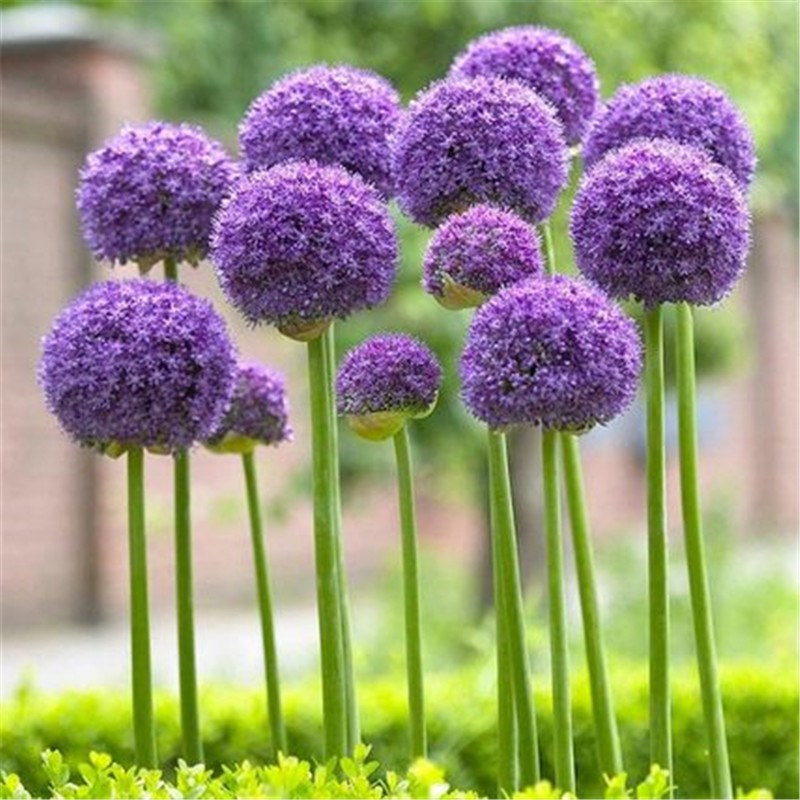 小花葱种子包邮四季开花易种植花卉绿植庭院盆栽花园花海植物花籽 - 图1