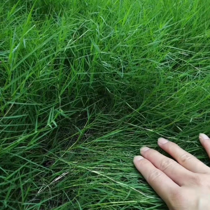 耐旱耐热铁线草草种子四季庭院易播种巴根草草籽多年生草子天堂草 - 图2