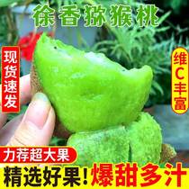 Zhengzong Xuxiang Shaanxi eyebrow County Techige Exotic Fruits 10 Cati Kiwifruit Pregnant Women Fruits Fresh to the Season Full Box