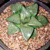 New net red multimeat laid e surface sand round grain authentic desert sand fish tank bottom sand fine yarn coarse sand rice stone sand