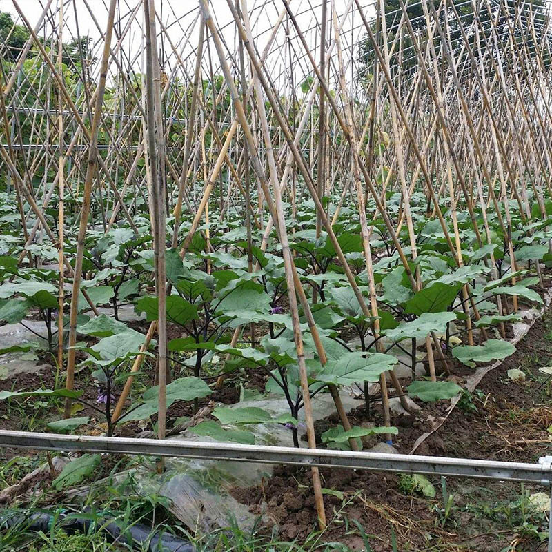 牛心茄子种苗矮茄小茄子种籽烧烤茄春季秋季四季播种盆栽蔬菜种孑 - 图2