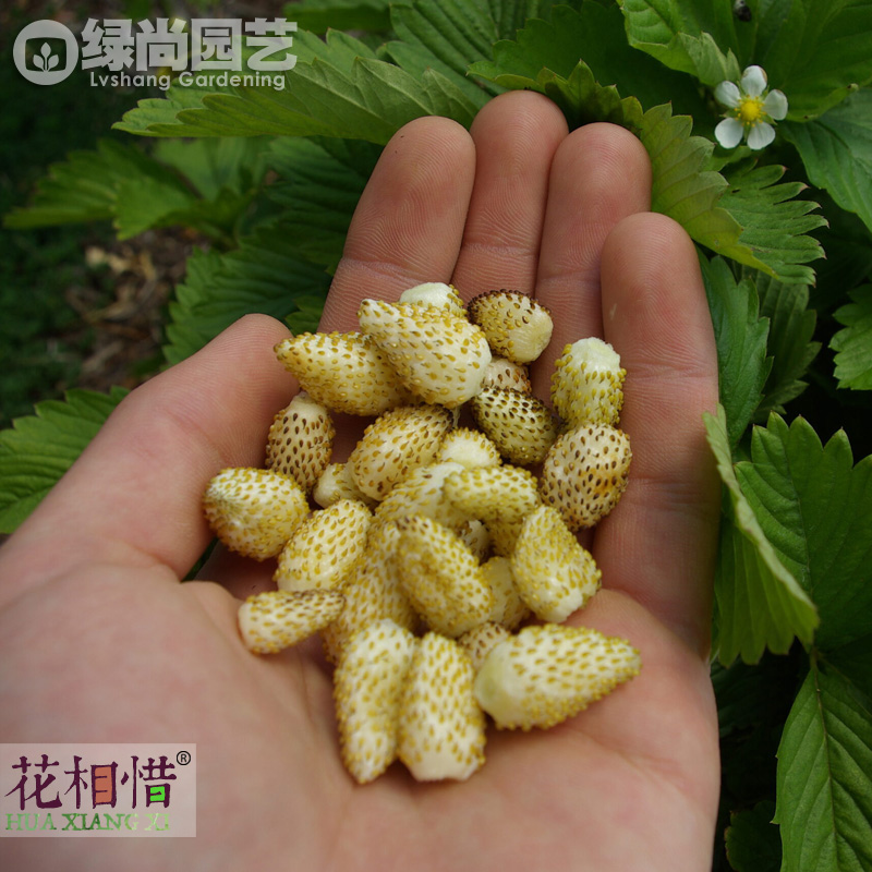 菠萝粉碎高山草莓种子进口四季播种阳台盆栽蔬菜瓜果种苗白草莓 - 图0