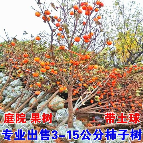 柿子树果苗特大脆甜柿子苗树南北方种植庭院盆地栽火晶柿子大果树-图0