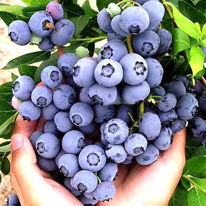 蓝莓苗果苗当年结果阳台盆栽庭院地栽室外南北方特大带土蓝莓树苗 - 图0