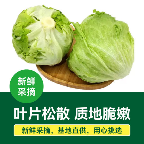 【绿行者】出口级球生菜新鲜包邮汉堡用圆生菜蔬菜沙拉菜4斤 - 图1
