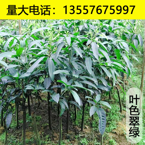 芒果树苖嫁接特大桂七芒金煌芒果苗树矮化盆地栽南方种植水果树苗 - 图2