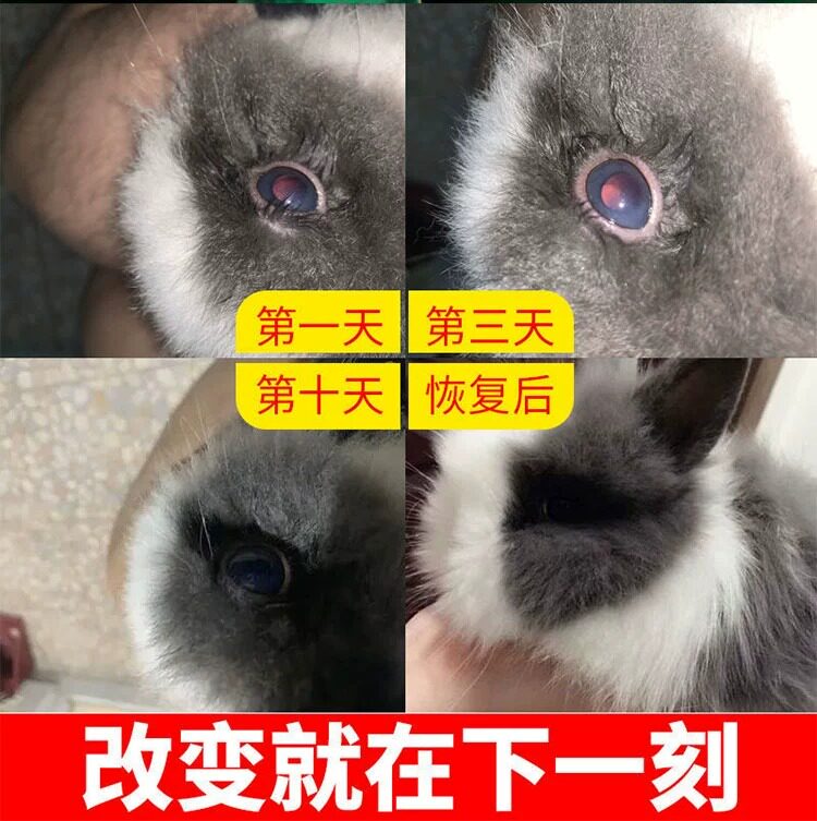 兔子眼药水兔子眼睛发红流泪流脓角膜炎眼屎多眼部清洁护理滴眼液