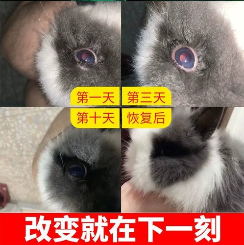 兔子眼药水兔子眼睛发红流泪流脓角膜炎眼屎多眼部清洁护理滴眼液 - 图0