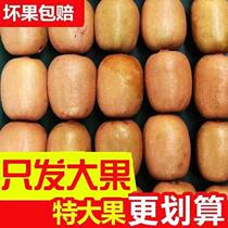 Sichuan Pujiang Red Heart Chic Exotic Fruit Fresh Pregnant Woman Great Fruit Giant Mud Meme Monkey Peach Echete Red Heart