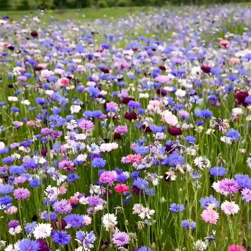 矢车菊花种籽室外四季播种开花花苗耐荫耐寒草花种子易活庭院花籽 - 图1