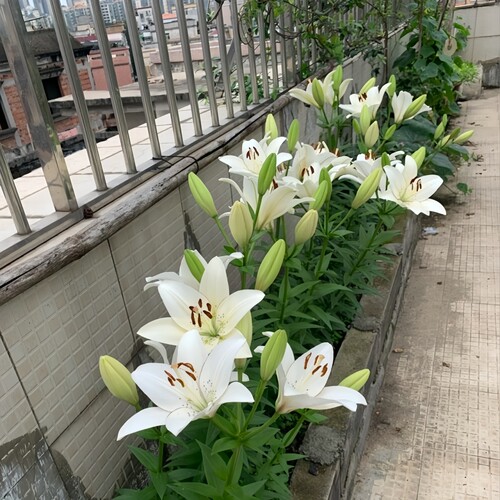 易种好活亚洲百合种球花室外庭院种植耐寒过冬多年生阳台盆栽花卉 - 图3