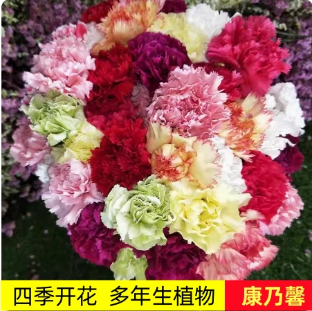 康乃馨盆栽花苗云南基地直发四季开花绿植花卉庭院阳台大花重瓣 - 图2