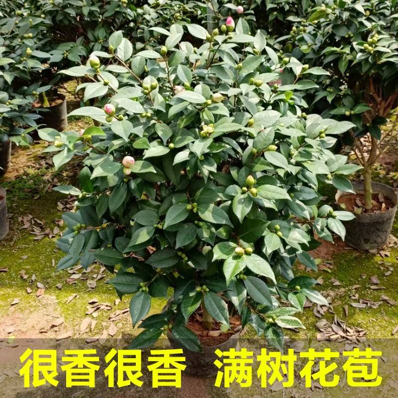 山茶花树盆栽【带花苞】香妃茶花【浓香型】树苗四季室外香水 香