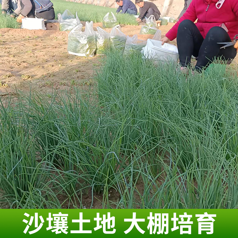 新鲜沙葱甘肃民勤特产野菜农家菜饺子馅料炒沙葱饭店火锅菜 - 图1