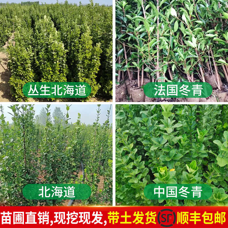 北海道冬青 Top 900件北海道冬青 22年12月更新 Taobao
